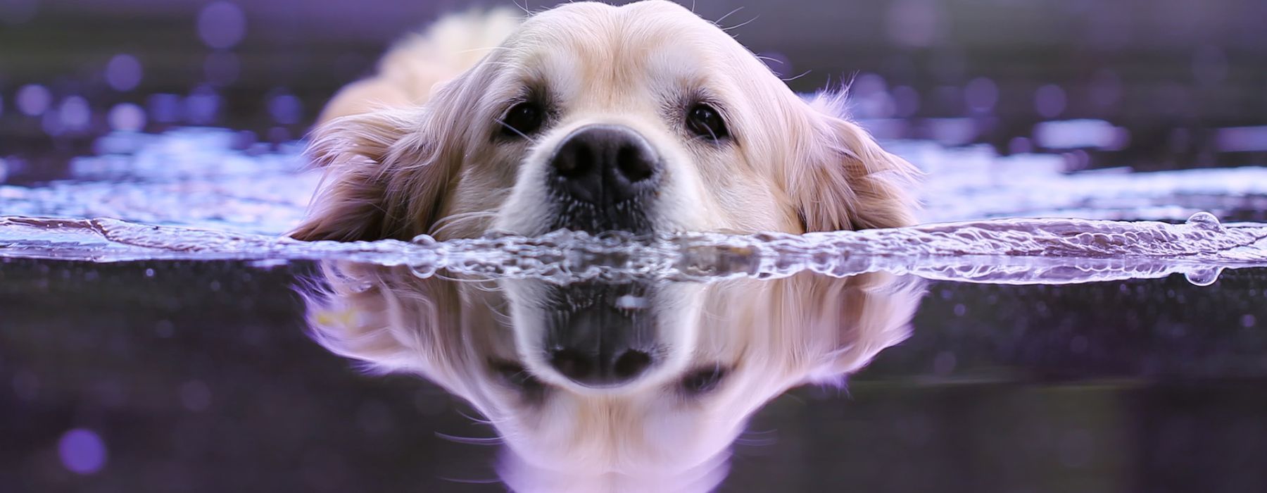 Wasser-Hund.jpg