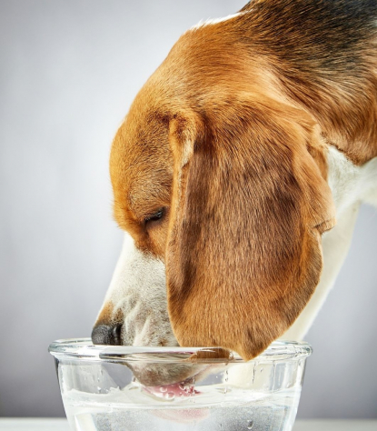 beagle-wassernapf-trinken.jpg